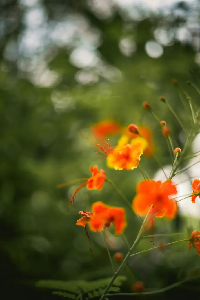 a close up of some flowers