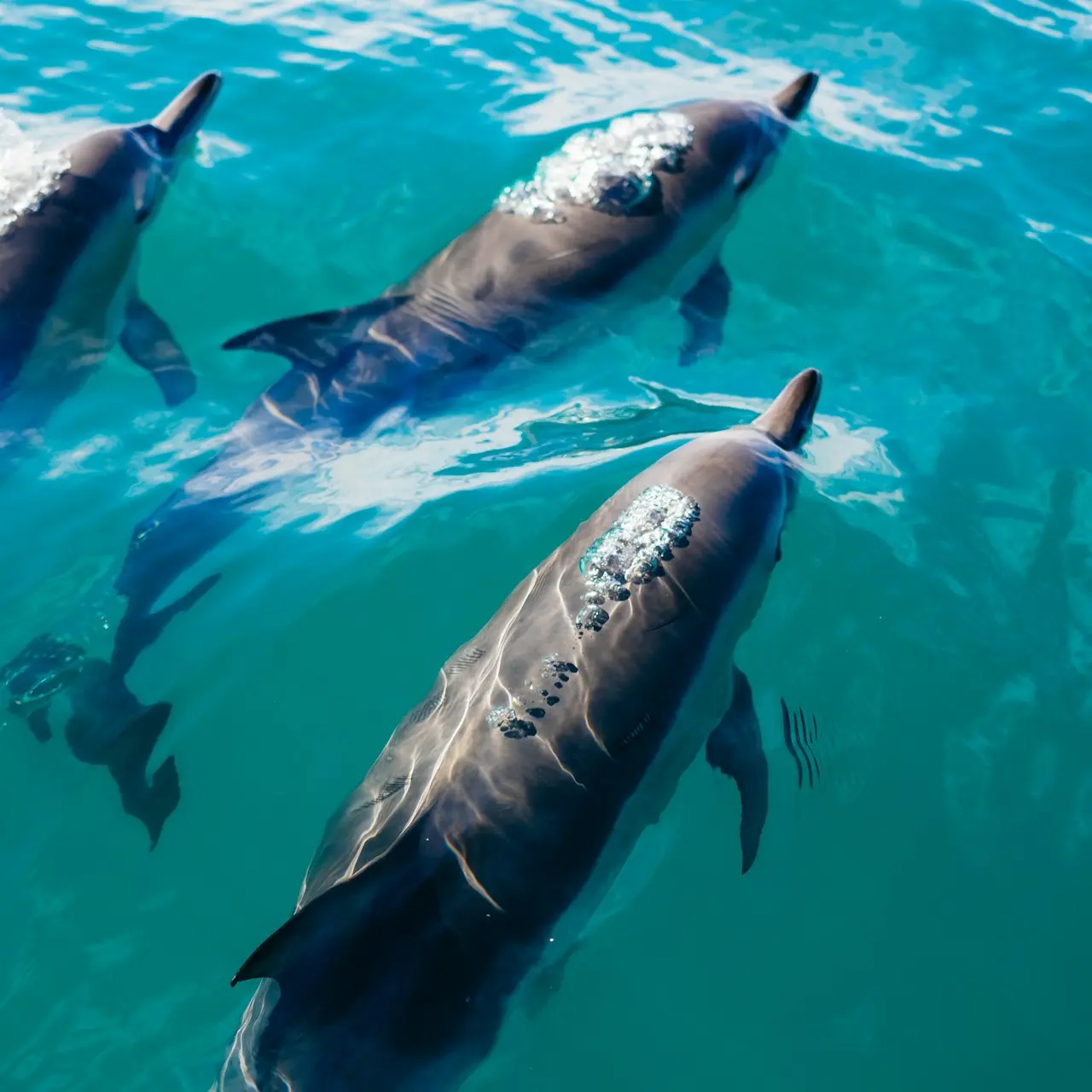 three dolphins swimming in body of water